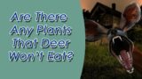Food Crops That Deer Hate To Eat