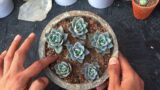 GERMAN CHAMPAGNE PUPS | SUCCULENT CARE TIPS