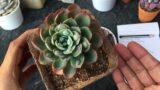 GOT A BIG SURPRISE WHILE REPOTTING | SUCCULENT CARE TIPS