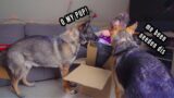 German Shepherd Day in the Life VLOG | Snow + Mail Time!