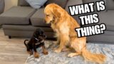 Golden Retriever Meets His New Puppy Sister | HE WASN'T SURE