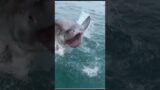 Great White Shark gets Airborne #shorts #sharks #greatwhteshark #shark