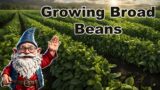 Growing Broad Beans