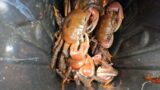 Guiuan Eastern Samar Tubabao Island. Fishing and catching mongrove land crabs.