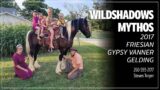 Hip 12 | Wildshadows Mythos, 2017 Friesian Gypsy Vanner Gelding | Michiana Friesian Auction