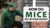 How Do Mice Get in Your House?