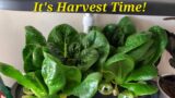 How It's Growing | Harvest Time!