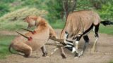 How the Antelope (Kudu) was able to survive against all odds is destined.#viral  #animals #wildlife