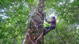 How they Still Harvest and Produce one of Humanity’s Oldest Chewing Gums