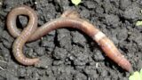 How to get rid of Asian jumping worms, the evil twin of earthworms