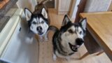 Huskies Get To Play After Weeks Of Being Apart