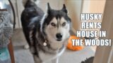Husky Rents House In The Mountain Woods In Wales! Pt 1