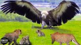 Incredible! What Is The Eagle's Super Powerful Hunting Technique? | Animal Attack