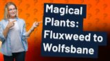 Is Fluxweed a real plant?