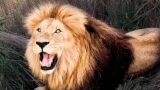 LION Love Walk Goes WRONG | The Lion Whisperer
