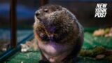 LIVE: NYC Groundhog Day – Staten Island Chuck gives 2024 winter prediction | New York Post