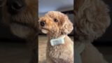 Level up your spying game with Petcube GPS Tracker #dog #shortsvideo #funnymoments