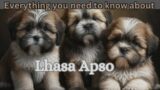 Lhasa Apso Everything you need to know about. Dog breed info