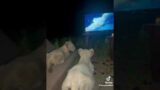 Lion Cubs watching The Lion King at Serval Wildlife in Tanzania. Video is owned by Serval Wildlife