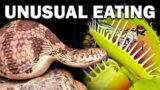 Organisms with Unusual Eating Habits: From Carnivorous Plants to Cannibalistic Critters
