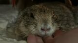 Paxton the Prairie Dog is live!
