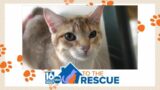 Pippy at True Friends Animal Welfare Center | 16 To The Rescue: