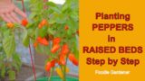 Planting Peppers in Raised Beds at Home!  From Digging to Harvest! (Foodie Gardener)