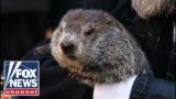 Punxsutawney Phil predicts early spring on Groundhog Day 2024