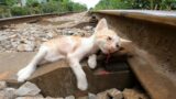 Rescue abandoned kittens on the tracks thought they couldn't survive but a miracle happened