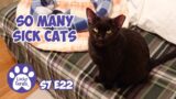 So Many Sick Cats, Mail Time, Snow, Pets For Eva – S7 E22 – Lucky Ferals Cat Vlog Life With 11 Cats