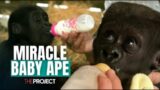 The Adorable Baby Ape Who Survived Against The Odds