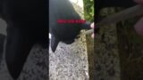 The Cutest Neighbors Cat to the Rescue! #motivation #inspiration #viral