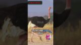 The Ostrich | Biggest Bird #shorts