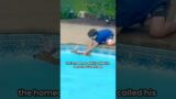The fawn slipped and fell into the swimming pool.#shortvideo  #deer #animals #shorts#rescue #healing
