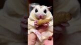 The little guy eats cleanly, he is such a good boy~ #funny #funnypets #ASMR