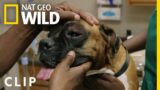 Treating a Dog With Multiple Wasp Stings | Critter Fixers