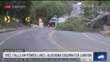 Tree fall on Coldwater Canyon Drive