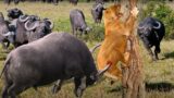 UNBELIEVABLE RESCUE MISSION! Buffalo Herd LUNCHES Lion Into the AIR to Save Teammate!
