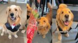 Valentine's Date Gone Wrong | Goldens Get Friend Zoned On Their Valentine's Date