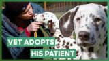 Vet Adopts The Dalmatian Puppy He Operated On | Amanda To The Rescue