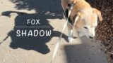 Video of Cute Dog FOX’s Shadow #cutedogfox2024 #doglover #dogwalk
