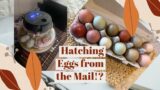 We just got 12 amazing Hatching Eggs in the Mail!! – First time incubating eggs.