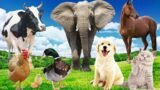 Wild Animal Sounds: Horse, Cow, Duck, Dog, Hen, Cat, Elephant,… | Animal Moments