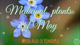 Woodlands of Romania | Medicinal plants of May | Forest critters