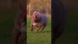 bully dog#pitbull#dog#dangerous#viral shorts#subscribe to my channel,,,