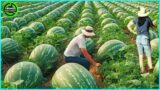 The Most Modern Agriculture Machines That Are At Another Level, How To Harvest Watermelons On Farm