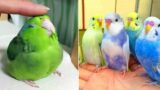 Smart And Funny Parrots Parrot Talking Videos Compilation (2024) – Cute Birds #16