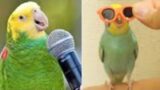 Smart And Funny Parrots Parrot Talking Videos Compilation (2024) – Cute Birds #19