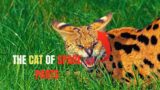 7 Facts about the Serval