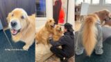 A Week In The Life With Goldens